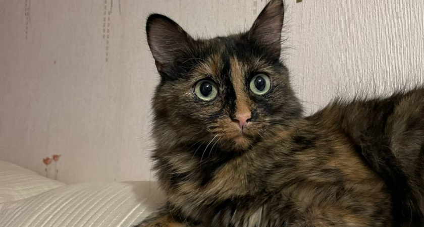 Людям старше 60 лет следует держаться подальше от кошек: ученые объяснили почему