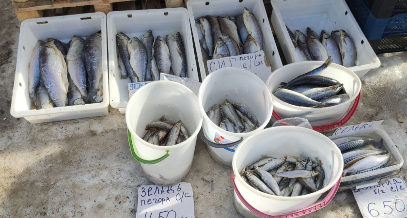 Не лосось и не семга: ученые назвали самую полезную рыбу – белка больше, чем в мясе