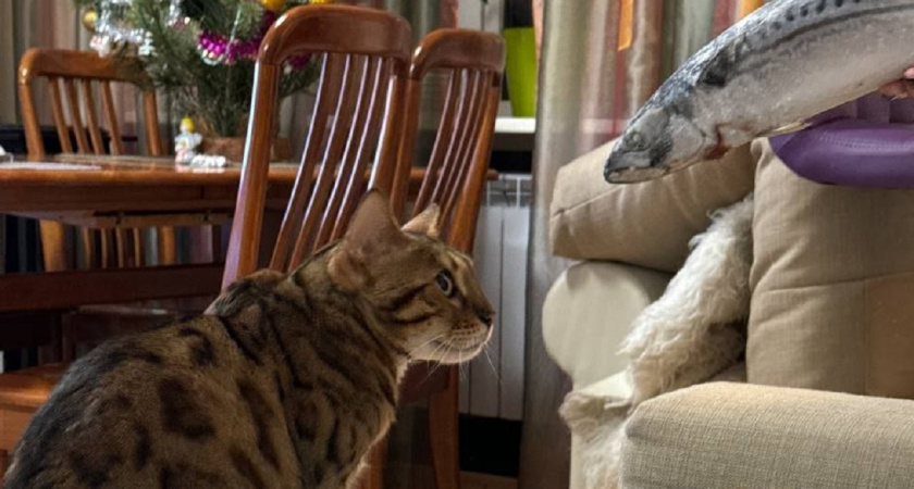 Почему кошки "бодают" человека: 6 причин о которых мы не догадывались