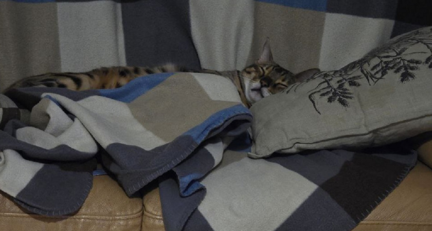 Почему кот спит на подушке человека - дело не только в любви