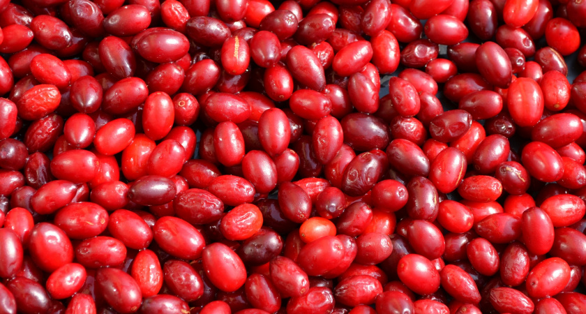 Куст, который напрасно списали со счетов: эта культура неожиданно даёт крупные ягоды и живёт десятки лет