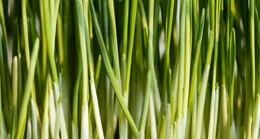 Получаю зеленый лук за 6 дней дома: 2 способа вырастить зелень без химии - сочные перья лезут всю зиму как угорелые