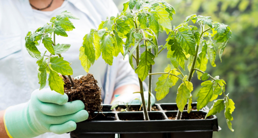 Почему рассада томатов вытягивается даже при хорошем уходе - скрытые ошибки