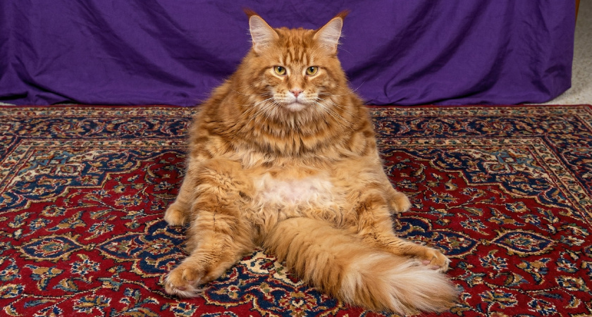 Почему кошка сидит как человек: не просто смешная привычка