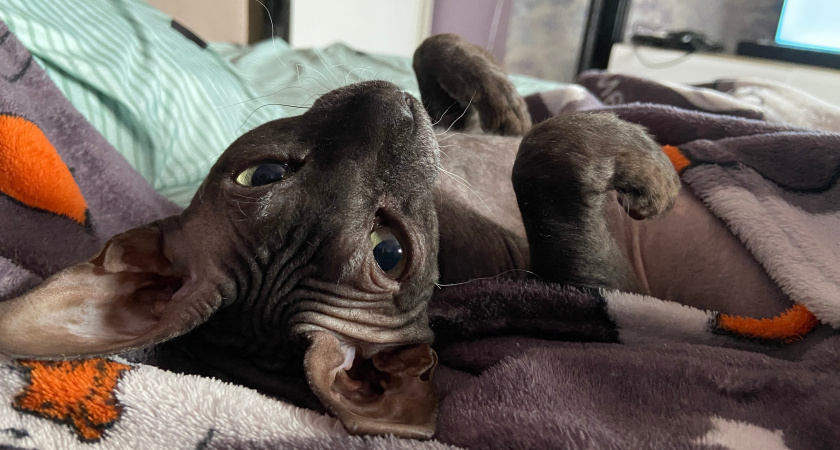 7 причин, по которым кот спит на спине: что нужно знать хозяевам