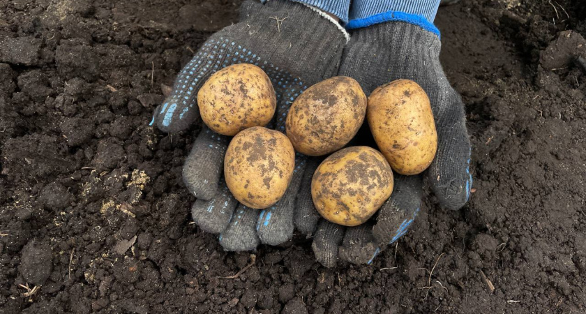 Сажают по-старинке — и собирают ведрами: дедовский способ посадки картошки может удивить урожаем