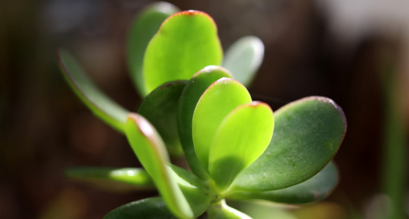 Почему денежное дерево теряет листья: 7 причин зимнего листопада