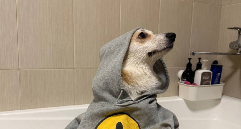 Какие породы собак не стоит заводить в первый раз: превратят жизнь в ад - список от профессионального кинолога