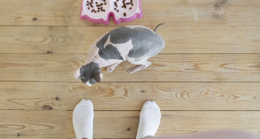 Об отношении кота к ногам хозяев: что вы точно не знали о своем мурлыке