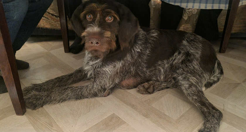 Не только овчарка, алабай и хаски: 5 уникальных пород собак из России - о них грезят во всем мире