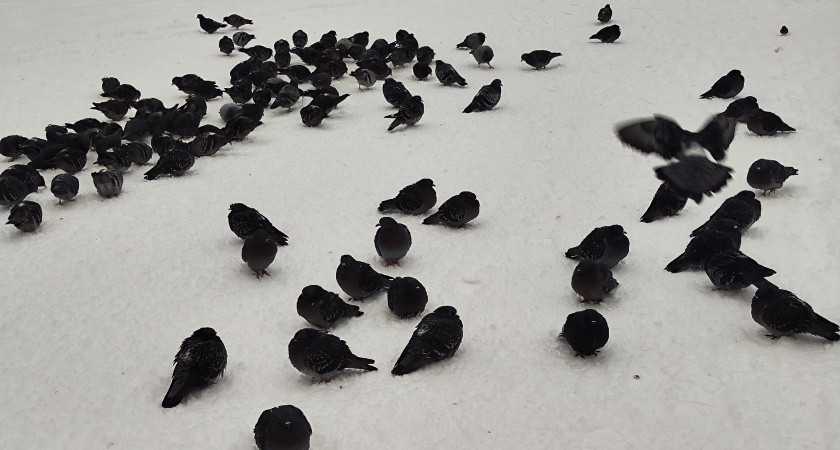 Снег, метели и циклон из Казахстана: какие погодные аномалии ждут россиян в начале января