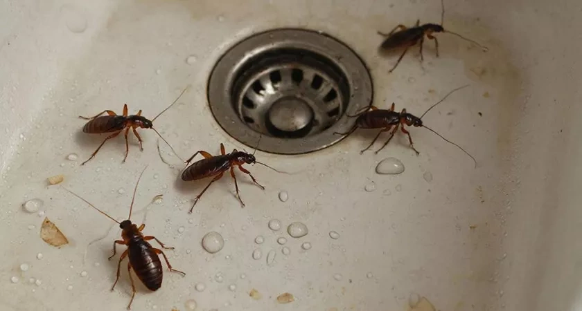 Посыпал это утром — и к вечеру тараканы свалили из моего дома: дорогую химию больше не покупаю