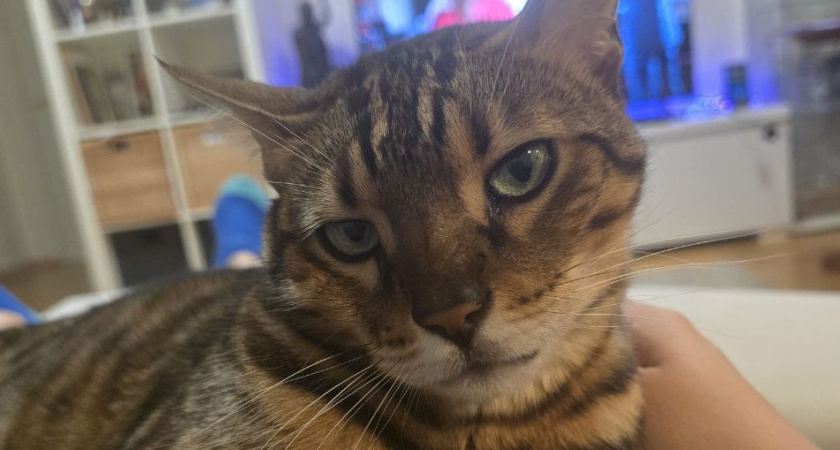 Почему кошки вылизываются сразу после поглаживаний: причина удивляет даже опытного кошатника