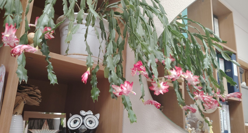 Этим 3 комнатным культурам обязательна зимняя пересадка: не сделаете в январе — будете без цветов