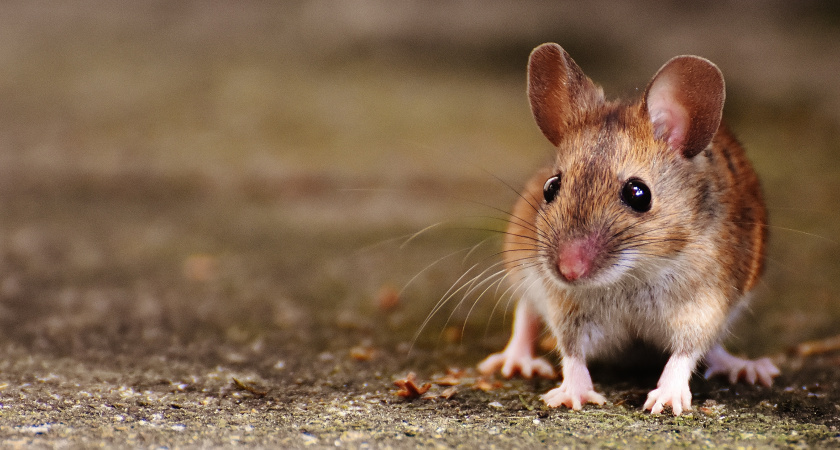 Ни кот, ни ловушки: армейский метод, который навсегда избавил мой дом от мышей. Рассказываю, что делать