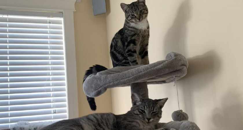 Могут ли коты дружить между собой — или лишь терпят друг друга