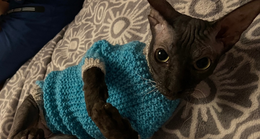 Как сон с кошкой сокращает продолжительность жизни человека: как обезопасить себя