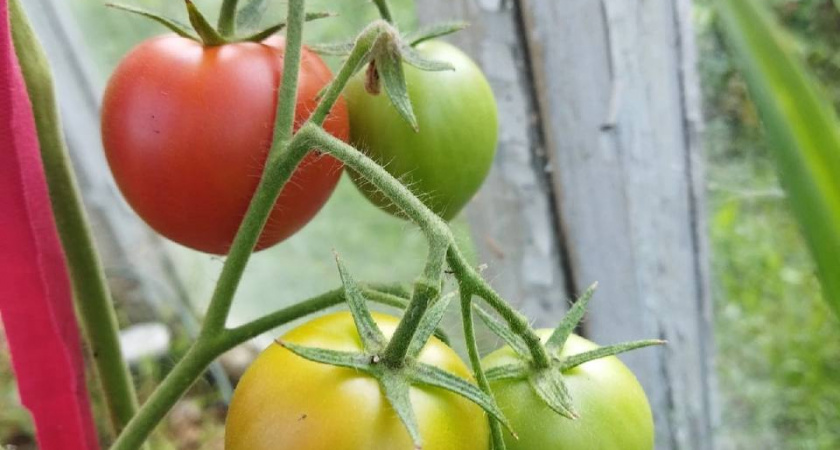 Легенда грядок: Почему семена томата «Малиновка яблочная» дачники разбирают первыми