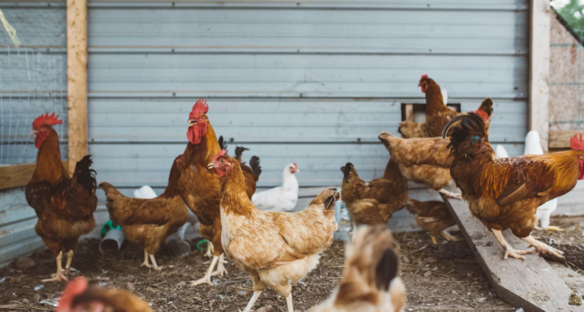 Фермер из Китая поделилась секретным настоем для несушек. Попробовал - с тех пор у меня яйценоскость держится в районе 75-100%