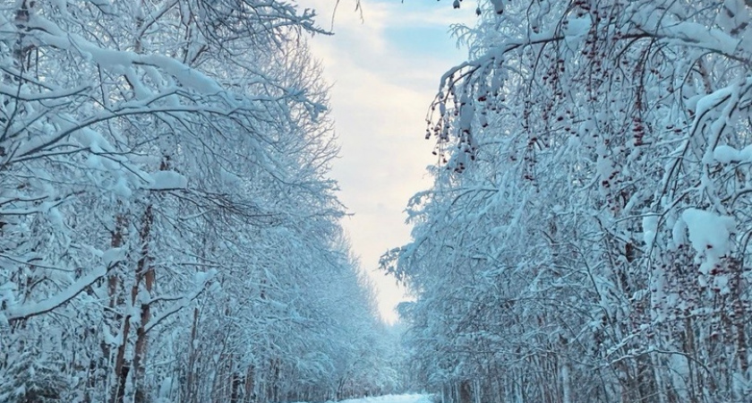 Республика Коми перевыполнила планы по лесоохране в 2025 году