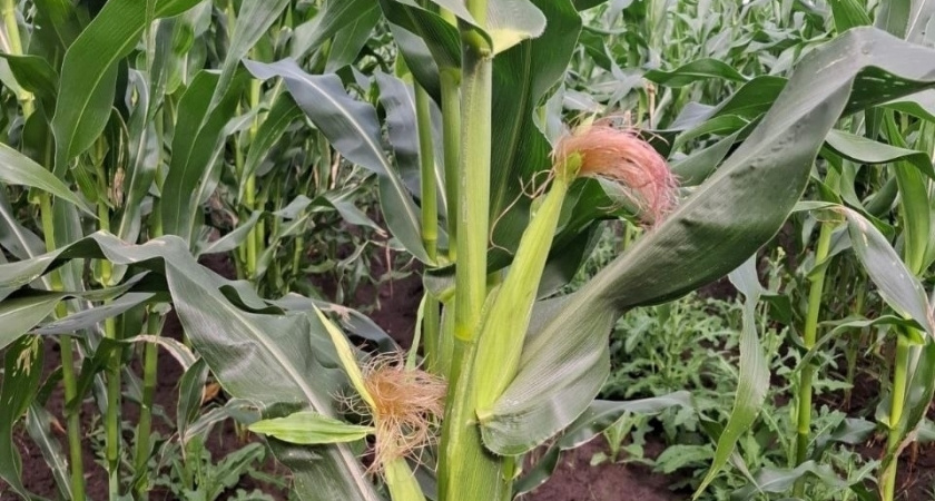 Коми успешно испытывает кукурузу и новые кормовые культуры для северных аграриев