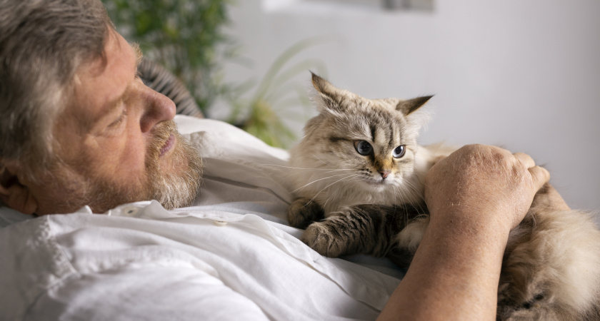 Почему кошка ложится на вас и спит: что означает такое поведение на самом деле