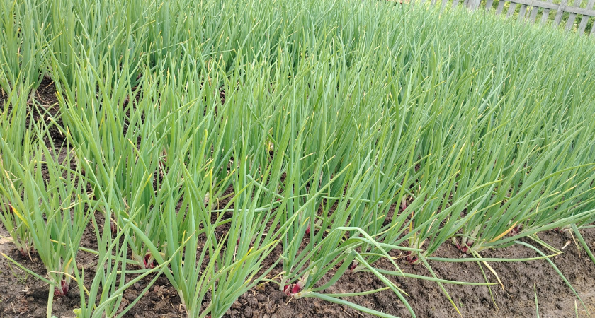 Дорогущий севок больше не покупаю: беру сорт из семян, который вырастает гигантом - и хранится всю зиму