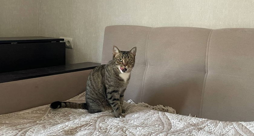 5 способов кошачьего «спасибо»: как кошки выражают благодарность своим хозяевам