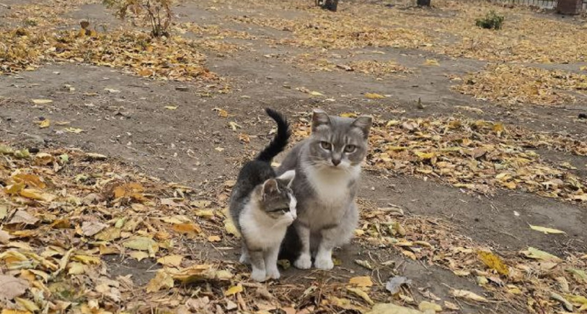 Из котеночка в кота: когда наши кошки стареют и как ухаживать за пожилым любимцем