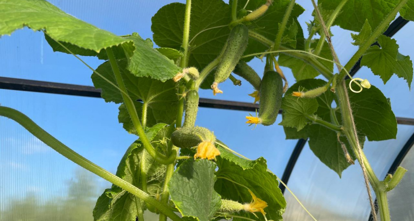 "Жалею, что раньше не выращивала этот сорт огурцов - сплошные плюсы": мой честный обзор