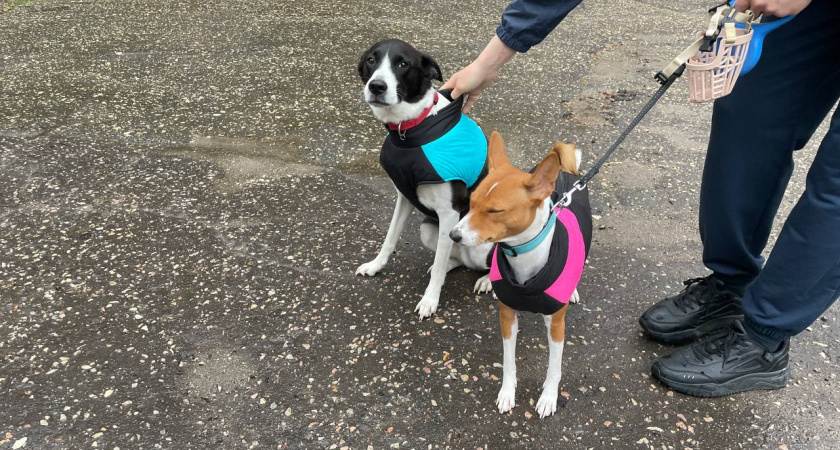 Эти породы собак слушаются с полуслова — идеальный выбор для начинающих владельцев