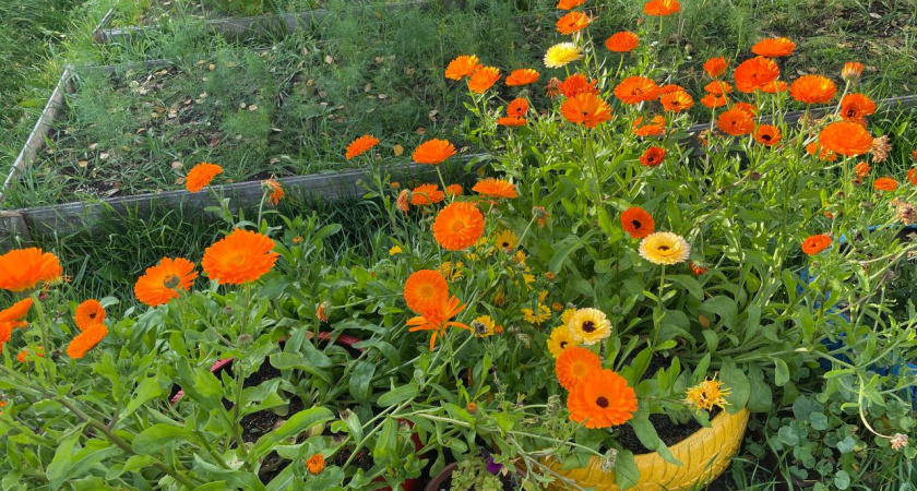 Заменила бархатцы на другие цветы и про паутинный клещ забыла - сбежал с огорода, сверкая своими маленькими пяточками