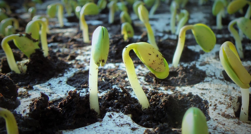 Что посеять в январе – 3 шикарных цветка и 4 правила для ранней рассады - соседи с ума сойдут от зависти