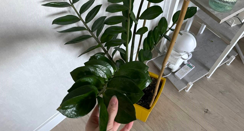 Долларовое дерево оживает только в одном месте: поставьте туда — и процветание с богатством придут вместе