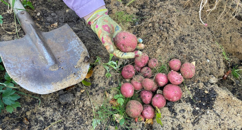Плюс 50% к урожаю картошки - в 2026 году посажу по технологии латышского фермера
