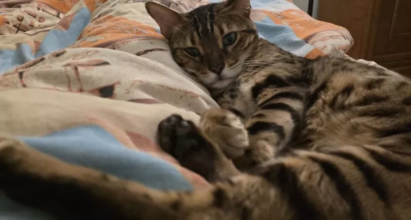 Почему кошки спят с человеком: 3 основные причины и важные моменты, о которых следует помнить