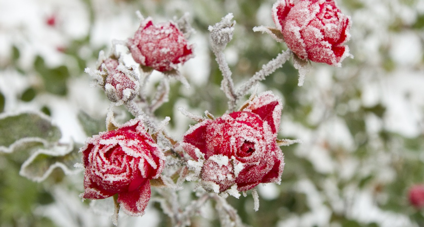Сад без паузы и ожиданий: зимние цветы цветут тогда, когда остальные растения еще в глубоком сне