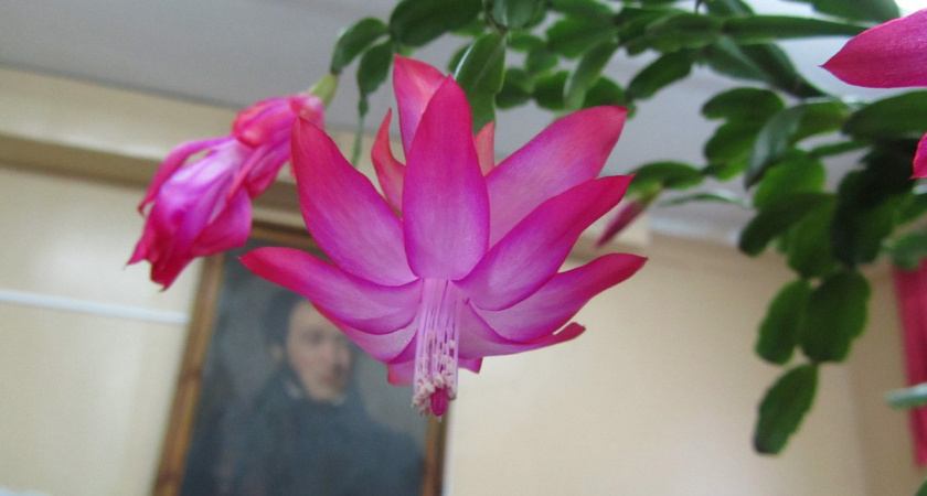 С декабря по февраль декабристу — первым делом: 1 ложку в горшок — и цветок засияет ярче всех огней мира