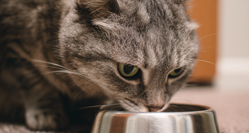 Можно ли кормить кошку сухим и влажным кормом разных производителей – запомните раз и навсегда