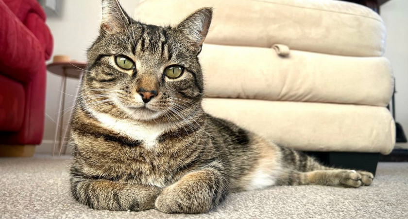 Горка, булка, курочка: какие позы способны показать, что домашней кошке больно - запомните раз и навсегда