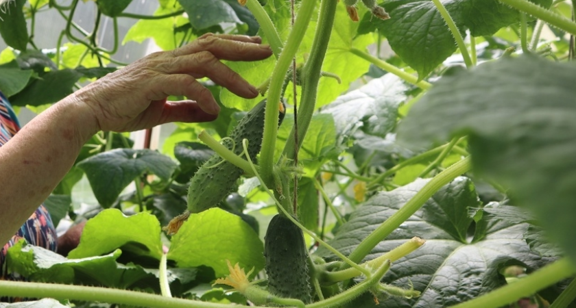 Испробовала десятки сортов огурцов и теперь беру только эти три: плодоносят до самой осени и не болеют