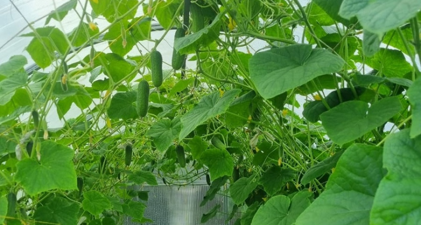 Дачники, запишите: эти 6 сортов семян огурцов отобьют вложения ведрами урожая - на зависть всем соседям