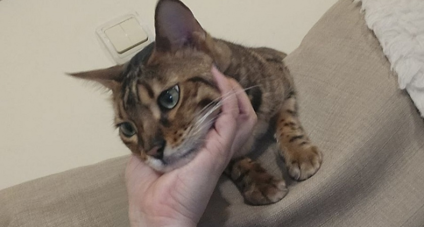 Как понять, что кошке хорошо с вами: признаки которые не обманут