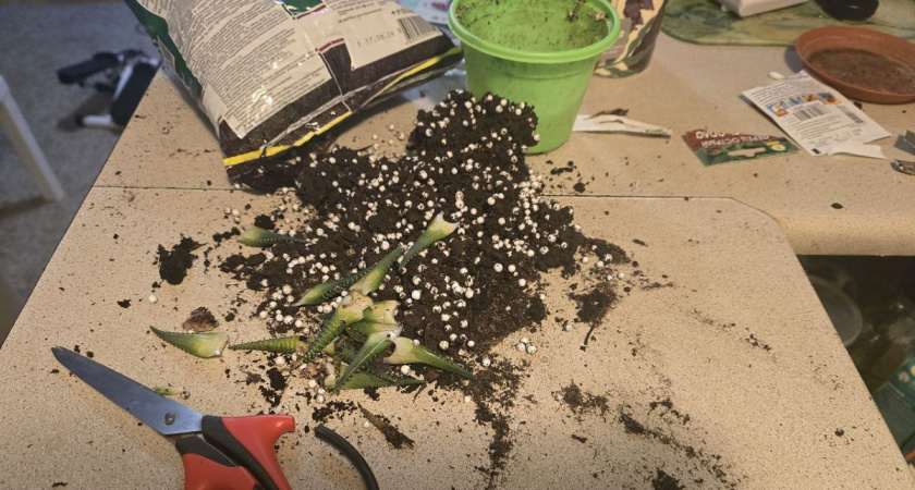 Как вернуть старые семена к жизни: простые методы, которые сделают из них настоящую рассаду - ошарашит и опытных дачников