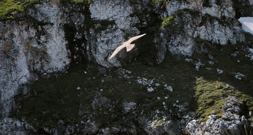 Редкий кречет снова зафиксирован в Коми после перерыва в несколько лет