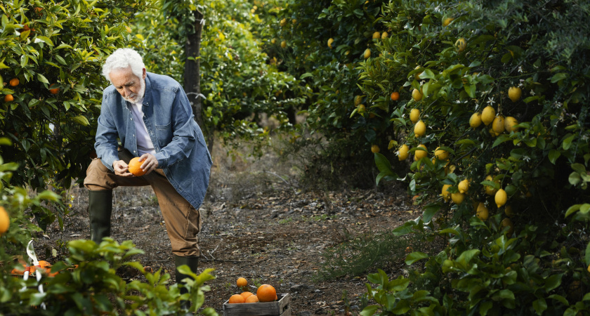 Лучше они сгниют на ветке - хозяин сада в Абхазии рассказал, почему качественные мандарины не доезжают до России