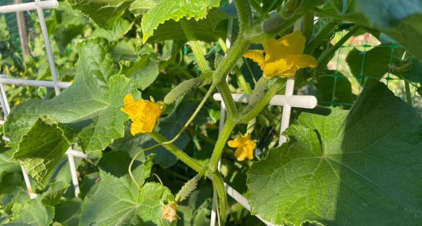 "Жалею, что раньше не выращивала этот сорт огурцов - сплошные плюсы": мой честный отзыв