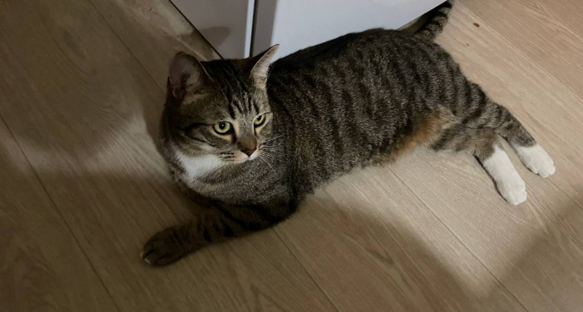 "Я Люблю Тебя" по-кошачьи: 5 признаков того, что кошка к вам привязана