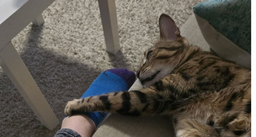 Почему кошка кидается на ваши ноги - как правильно реагировать на такое поведение