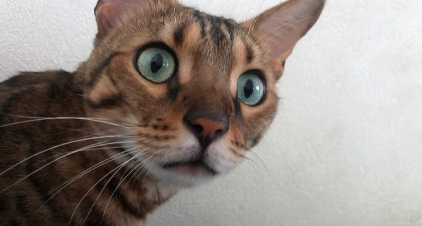 10 смешных вещей которые делает каждая кошка: до слез: - от «бутербродной» позы до бега за призраком